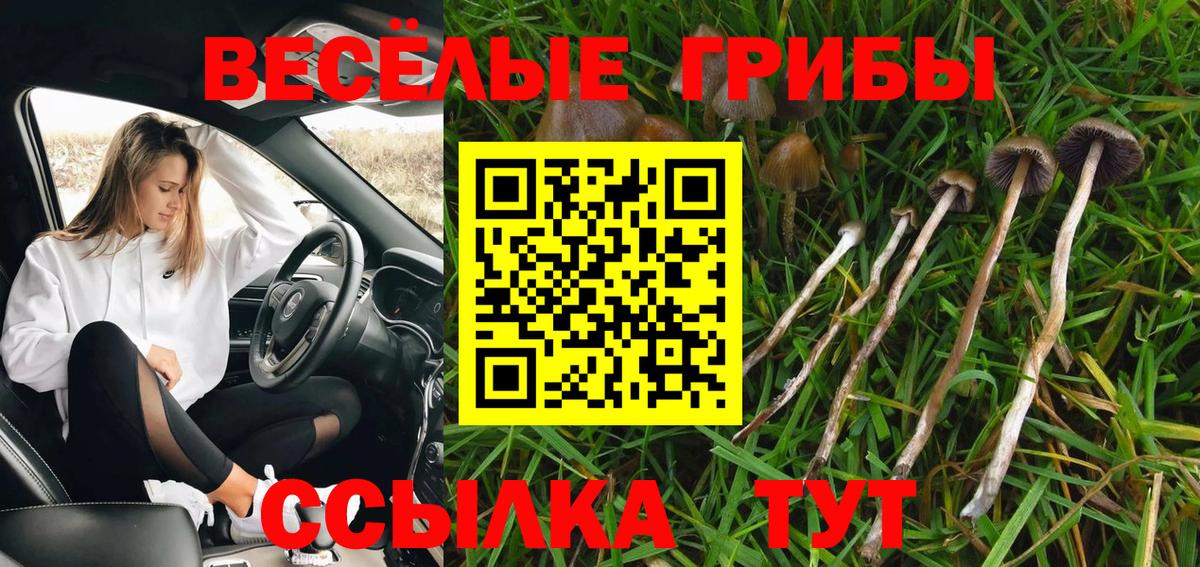 купить закладку  Вход с VPN  Ртищево  Псилоцибиновые грибы MAGIC MUSHROOMS 